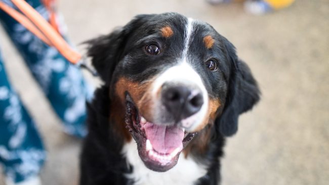 Los cinco alimentos clásicos de Fiestas Patrias que nunca debes darle a tus mascotas