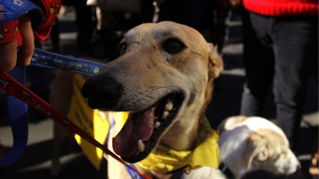 Proyecto que busca prohibir carreras de perros avanza en su tramitación