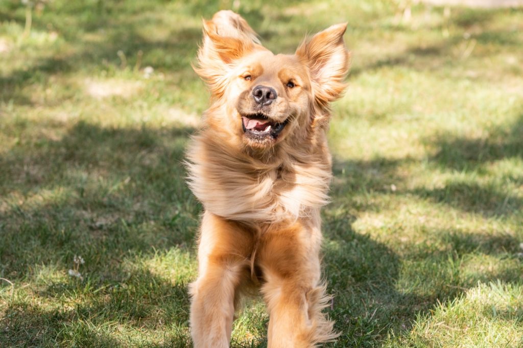 Guau Fest 2025: Parque Padre Hurtado recibirá el festival perruno más grande de Chile