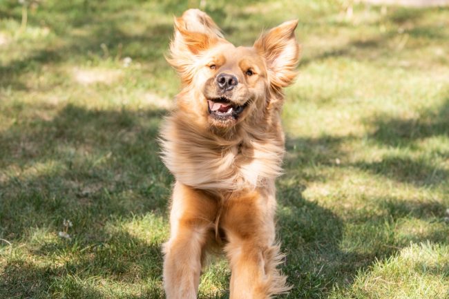 Guau Fest 2025: Parque Padre Hurtado recibirá el festival perruno más grande de Chile