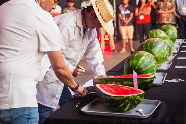 Expo Paine Rural 2026 reunirá lo mejor de las tradiciones chilenas en tres días de fiesta familiar