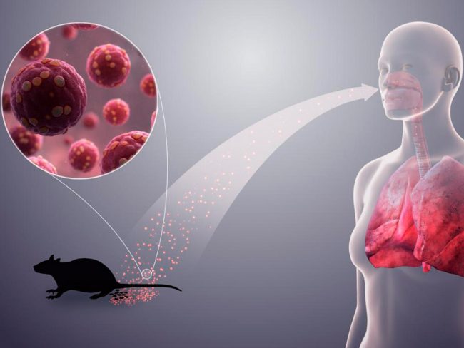 Hantavirus en Chile suma 14 casos y 6 muertes: síntomas y claves para prevenir