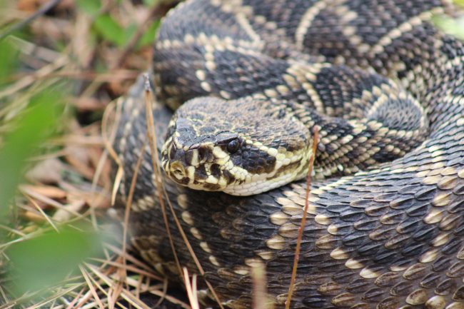 Alerta en San Antonio por posible serpiente de cascabel