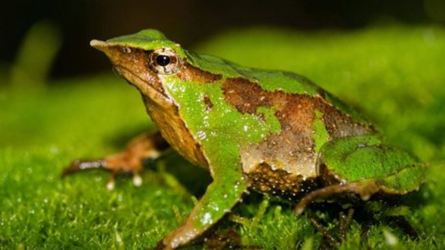 Contraloría toma razón de decreto que aprueba plan de conservación de la Ranita de Darwin tras reingreso del Gobierno