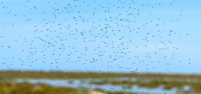 Nube de zancudos en Concepción: causas del fenómeno y probabilidad de que llegue a Santiago