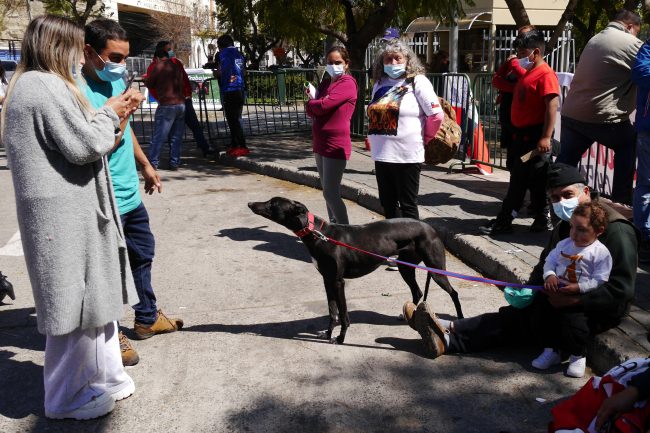 Carreras de perros en Chile: Cámara votará iniciativas para prohibir o regular la actividad