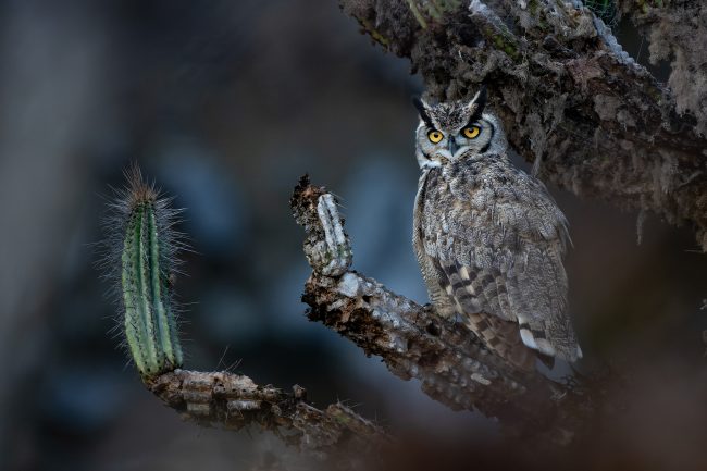 Chileno gana el Gran Premio de los Audubon Photography Awards 2026 con una fotografía tomada en Paposo