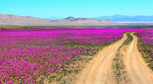 Desierto florido 2026: horarios, accesos y qué llevar para visitar el parque nacional en Atacama