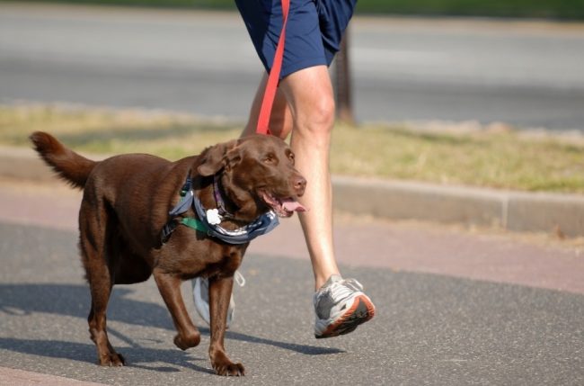 Paseos con tu mascota en primavera: cómo evitar quemaduras por el pavimento caliente