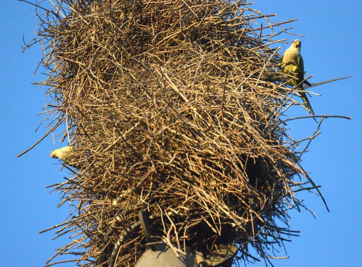 Las cotorras argentinas arman sus nidos en araucarias